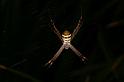 Argiope_keyserlingi_D7698_Z_87_The Gap_Australie